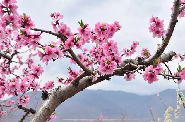 清远十里桃花谷图片