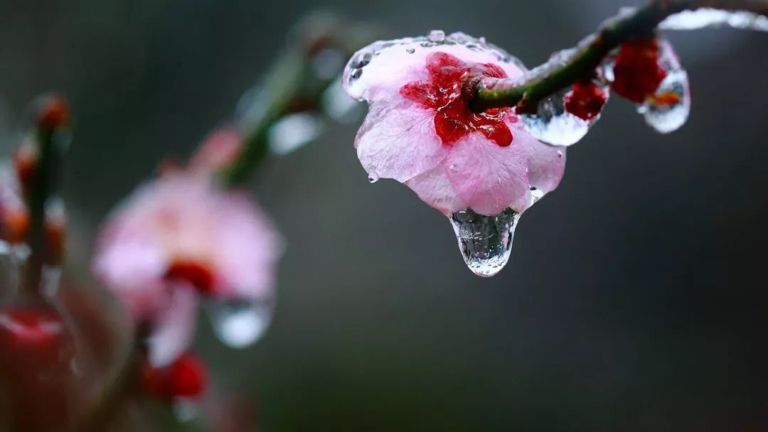 梅花泪美图图片