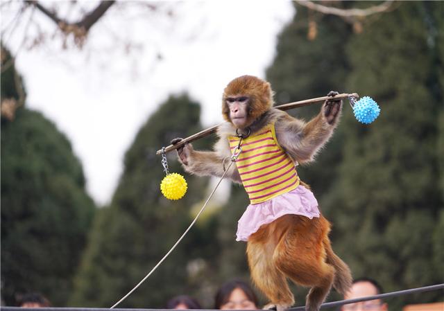 最有趣的還是動物園裡面的定時表演了,小猴子可是出盡了風頭,走鋼絲