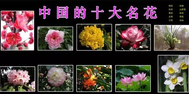 中国传统十大名花图片