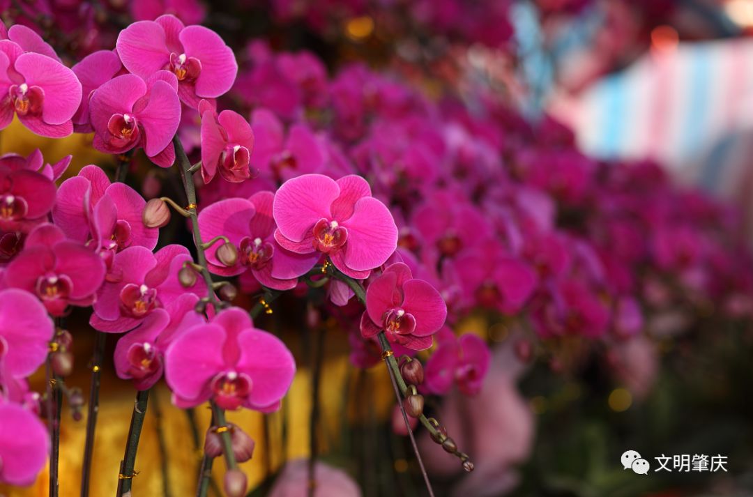 在肇庆逛了花市才叫过年