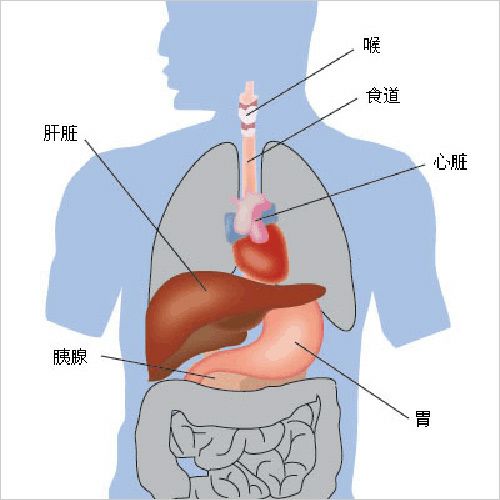 肝胆胰脾的位置示意图图片
