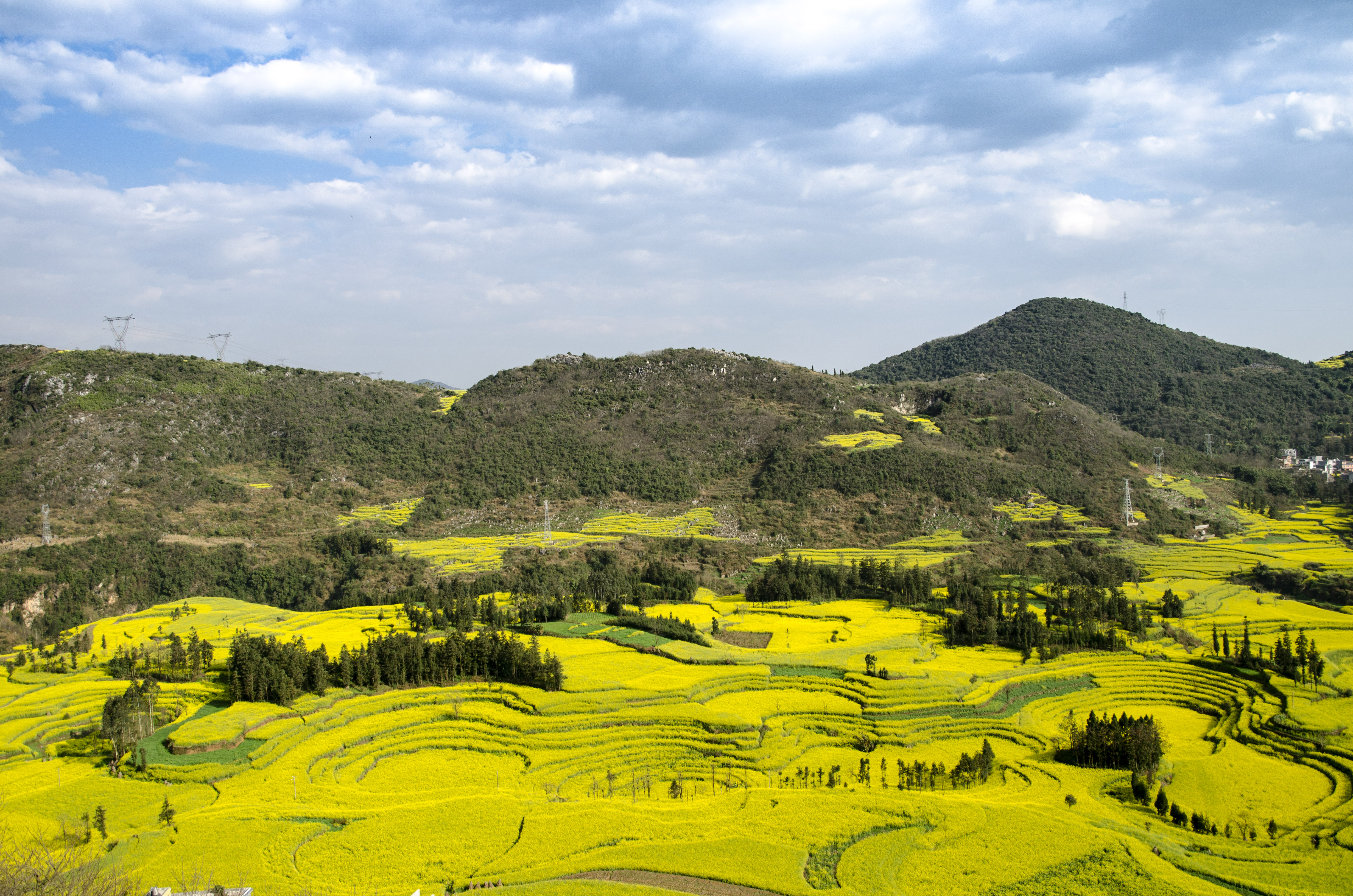 毛田洲油菜花海图片