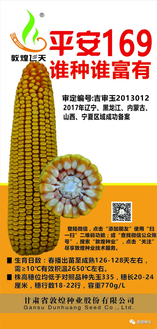 北青340玉米品种简介图片