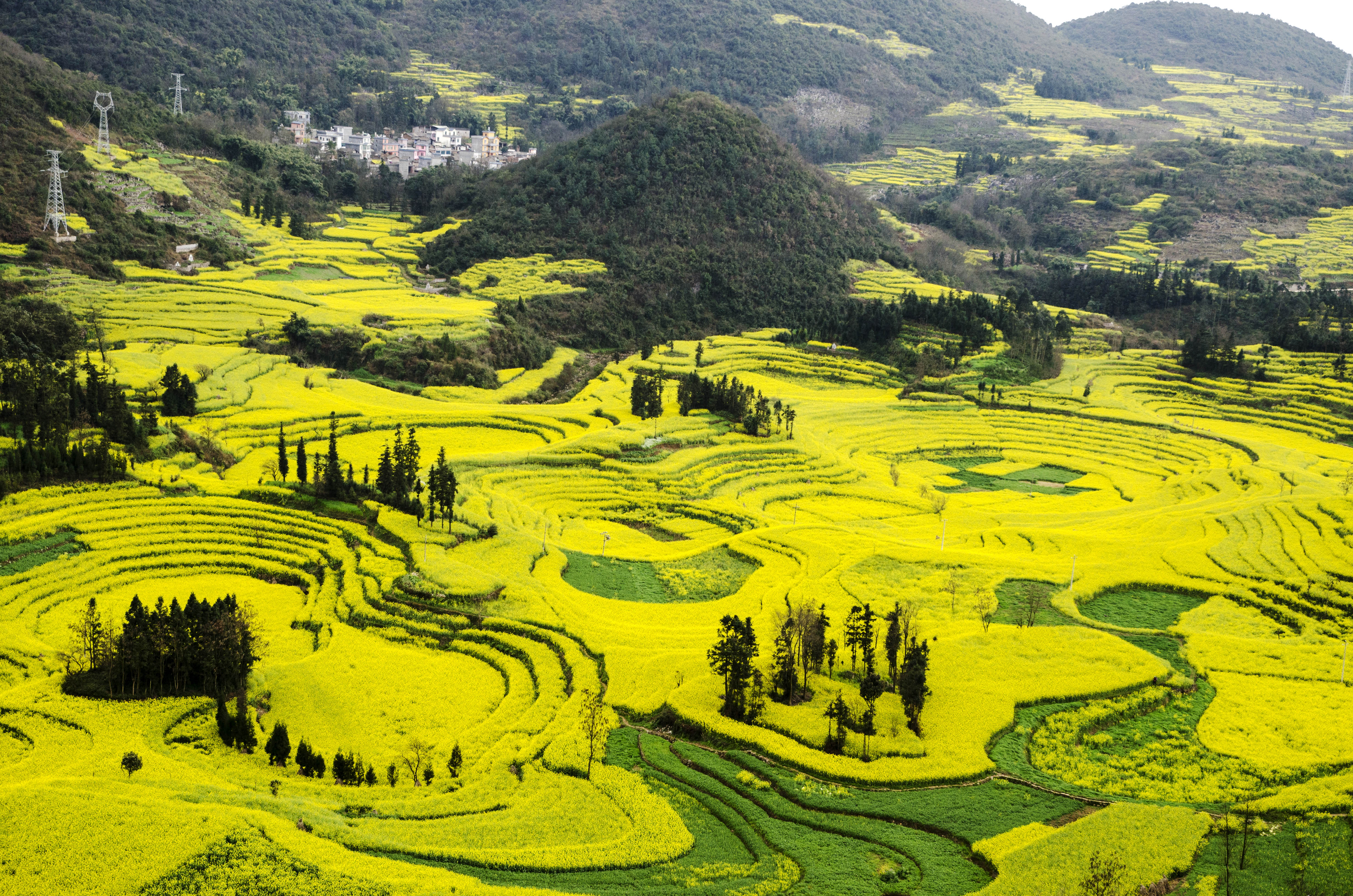 王银油菜花图片