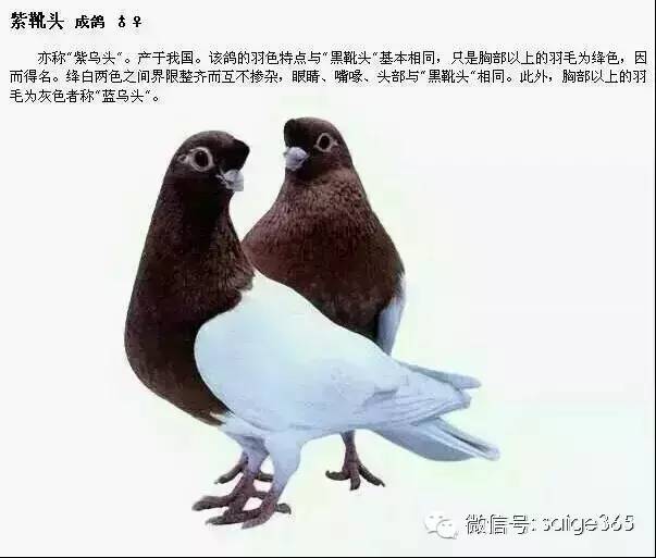 名贵鸽子的品种及名称图片