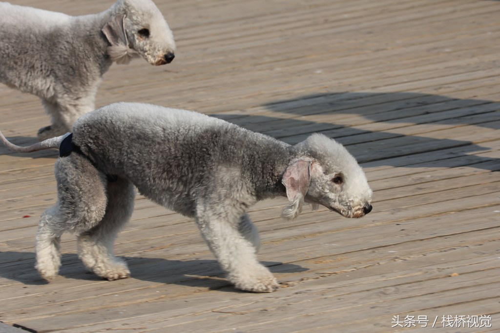 身價過萬貝靈頓綆犬亮相青島海灘惹人愛,最貴一隻24000元養不起