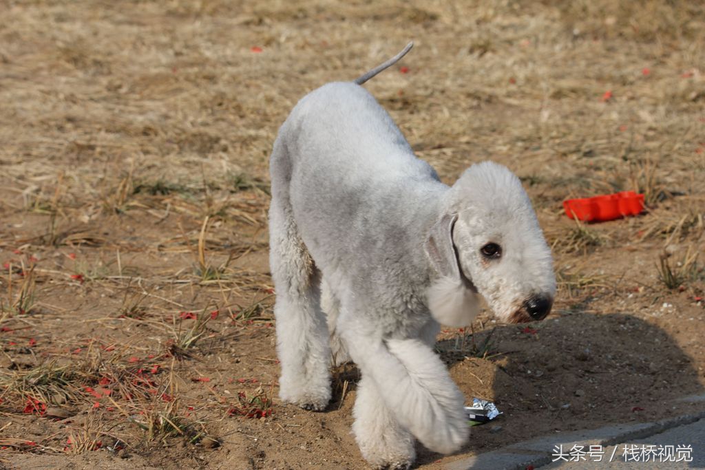 身價過萬貝靈頓綆犬亮相青島海灘惹人愛,最貴一隻24000元養不起