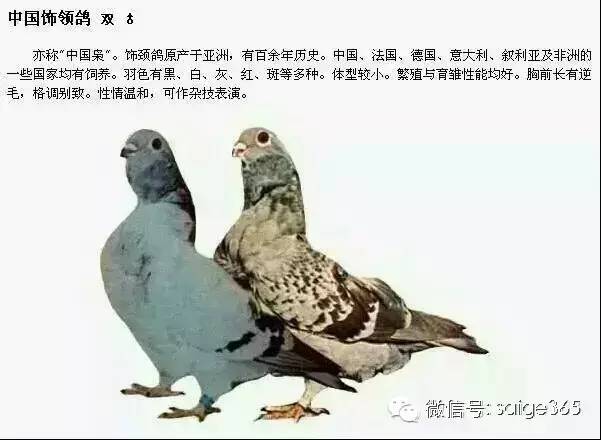 观赏鸽品种介绍图片