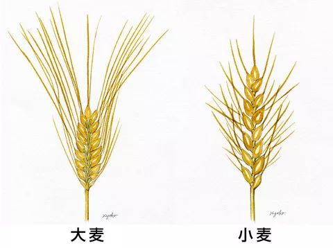 blogjp大麦有一个其它谷类不具有的特性,它们的小穗是三联的