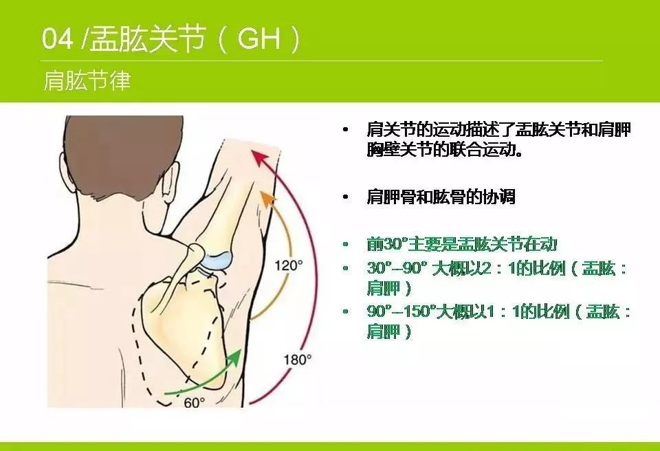 肩关节功能解剖展示值得一看