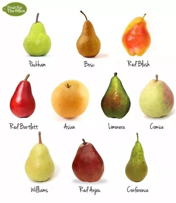 所有梨的品种图片名称图片