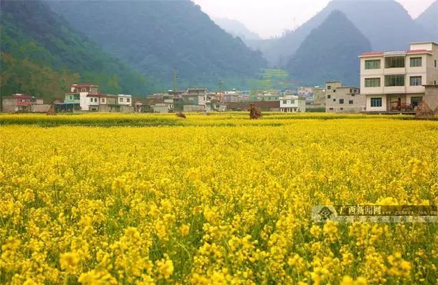 隆林油菜花開啦!景色美如畫!