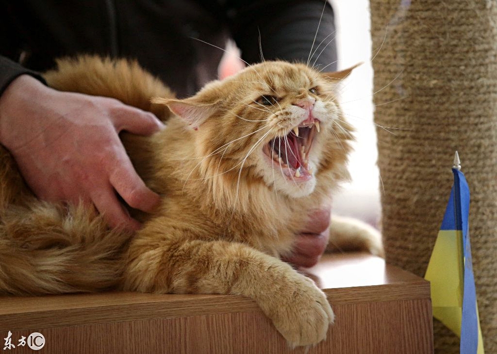 看乌克兰的猫展大赛,第四只猫你要不要这么搞笑啊!