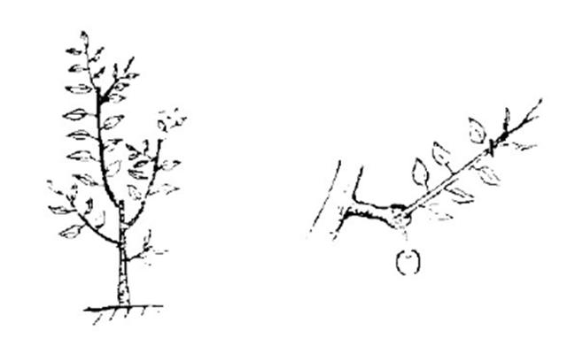 梨树的生长过程怎么画图片