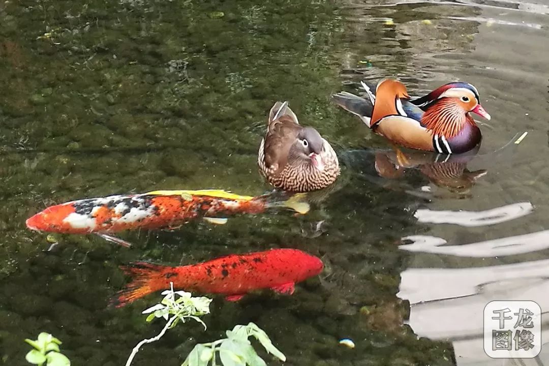 2月17日,大年初二,北京園博園湖中鴛鴦戲魚,吉祥如意.網友殷鳴鏑攝