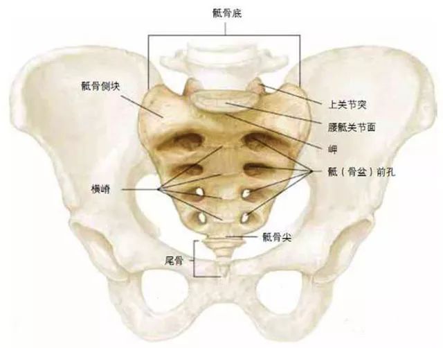 人的正常尾椎骨图图片
