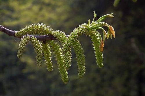 农村挂在树上的 毛毛虫 竟然是防癌的 长寿菜