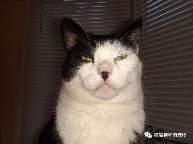 就像是留了一撮方块胡子的猫咪们,太有趣了!