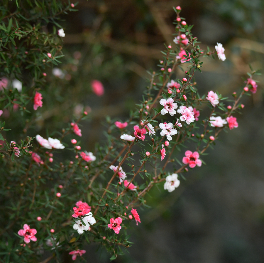 松红梅茎叶似松花似梅枝似灌丛