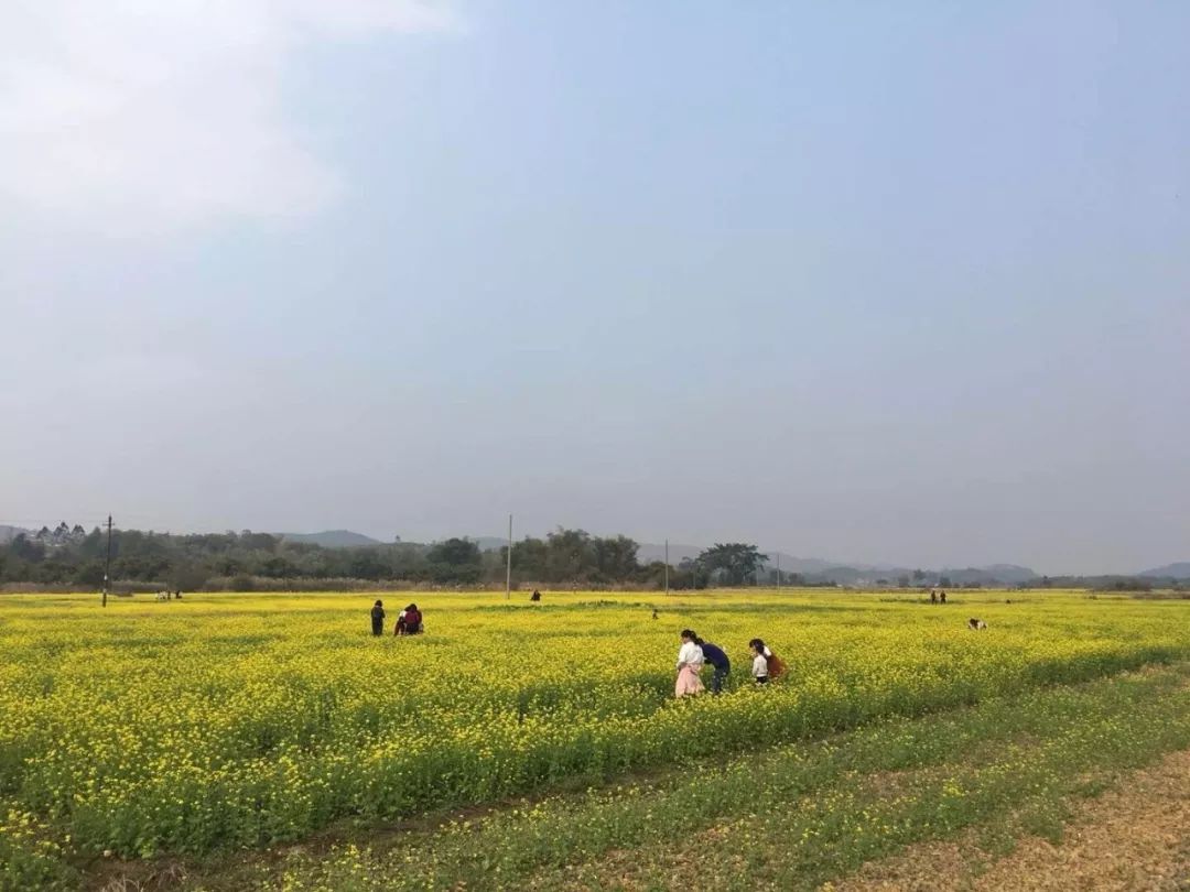 韶关油菜花海大爆发万亩花开满地金此时不看更待何时