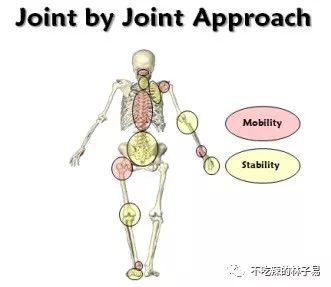 淺談筋膜鏈和關節相間理論的在體能訓練中的運用1