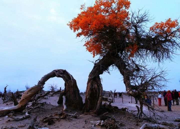 【春节读诗】阿紫散文诗《生如胡杨》朗读者:刘广泉(来自山东临沂)