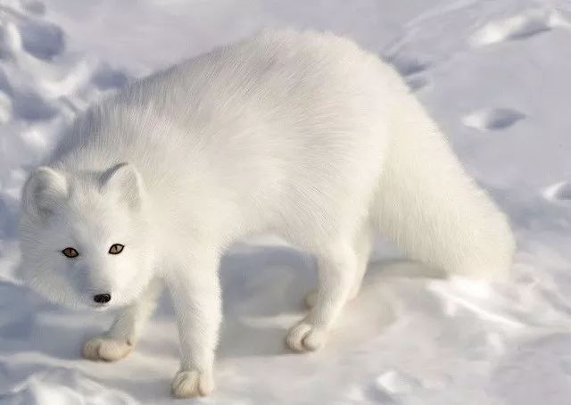 善良的父女雪中救了一只受伤的白狐三年后白狐送药救了老人一命
