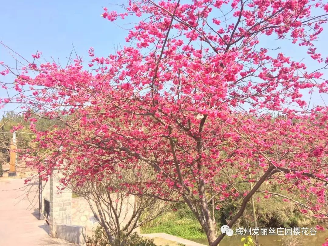 新春千佛祈福正月初五出團梅州浪漫愛麗絲莊園櫻花谷千佛塔一天遊199