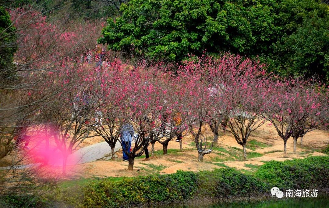 南国桃园 桃花图片