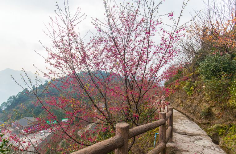 宜宾樱花基地图片