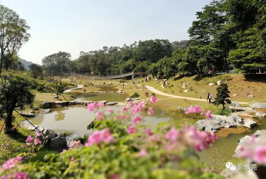 小橋流水,亭臺軒榭, 建專類園區之後, 目前東莞植物園的面積擴大到205