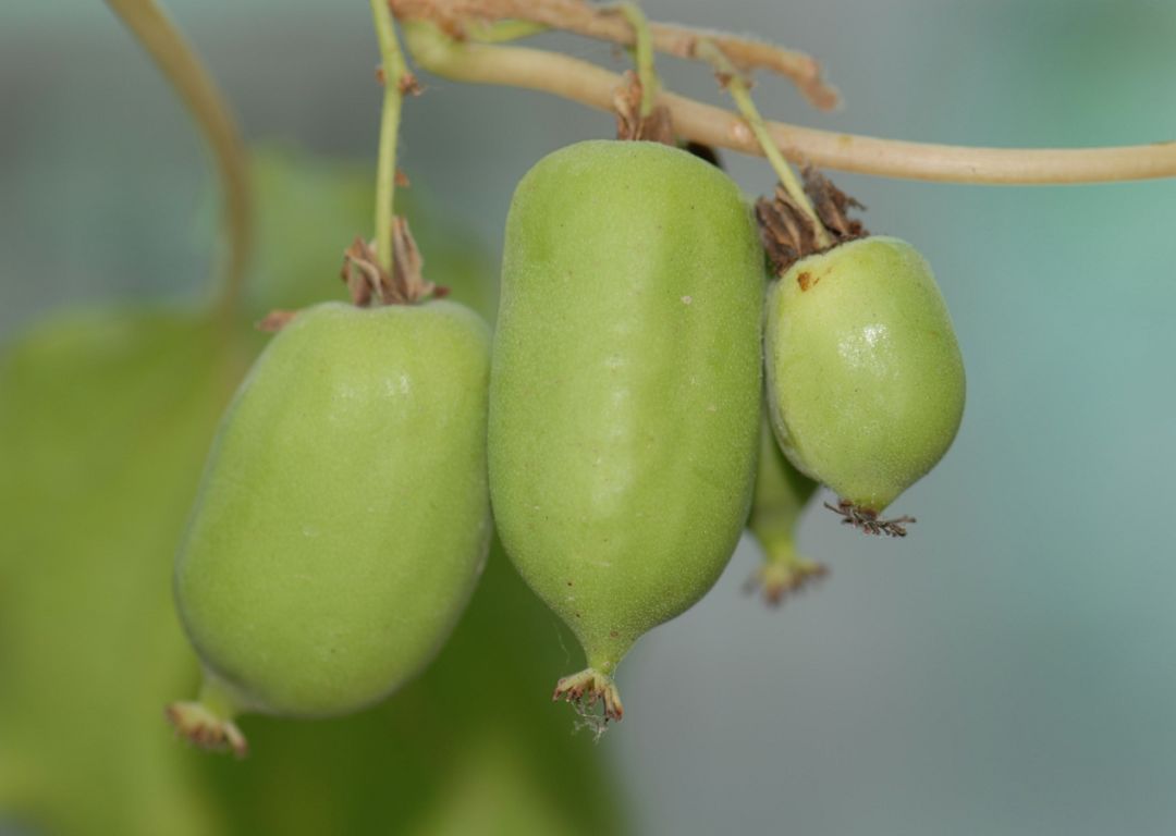 狗枣猕猴桃是藤本植物,雌雄异株或杂性.