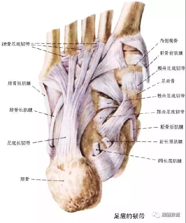 關於膝踝關節的康復訓練乾貨