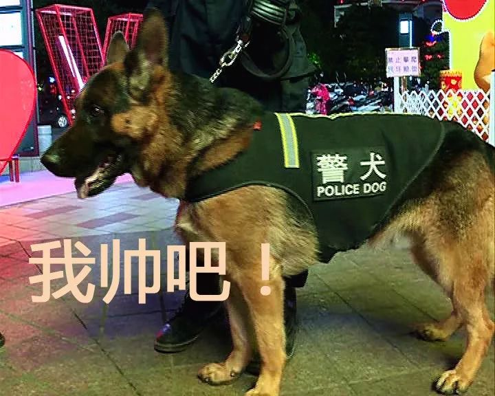 狗年说狗中山明星警犬守中山平安来看它们的英姿