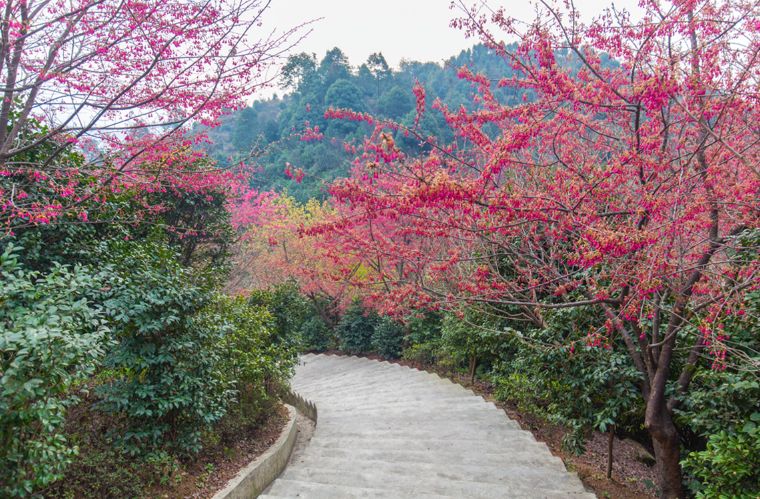 宜宾樱花基地图片