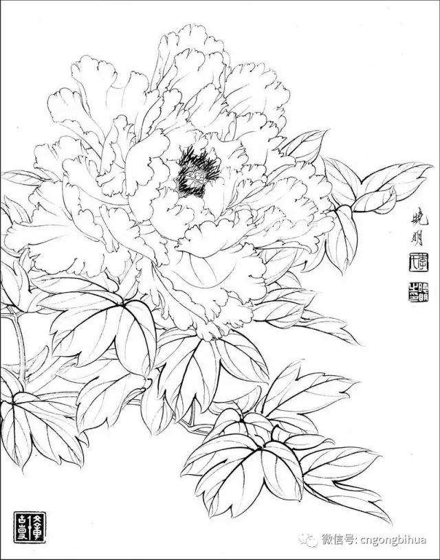 白描牡丹花鸟图片大全图片