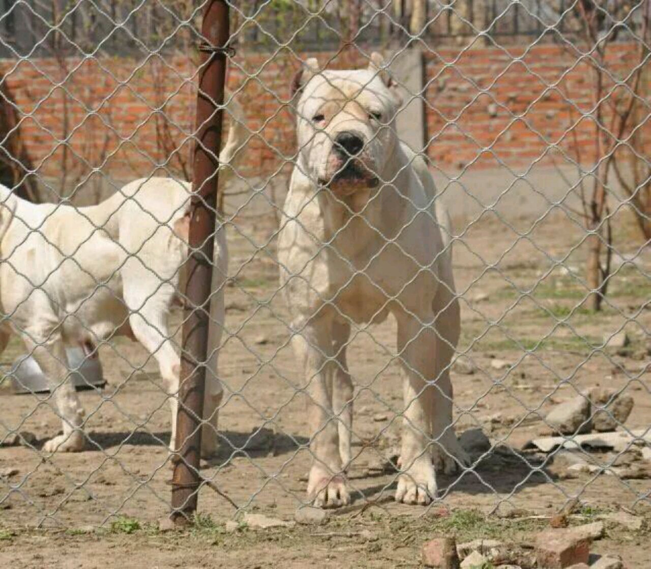 世界上最兇猛的10大犬類遇到它們最好繞道而行