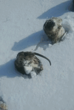 五十只老鼠雪天偷粮,集体被冻死,被排成二十米长!