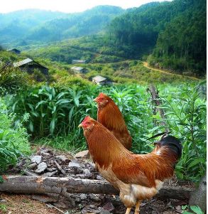 武平象洞鸡摆上国宴,飞向全国各地!都是因为他.