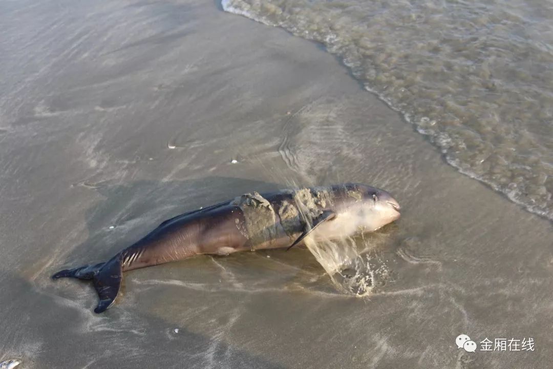 痛心!一海豚搁浅洲渚海滩,发现时已死亡!