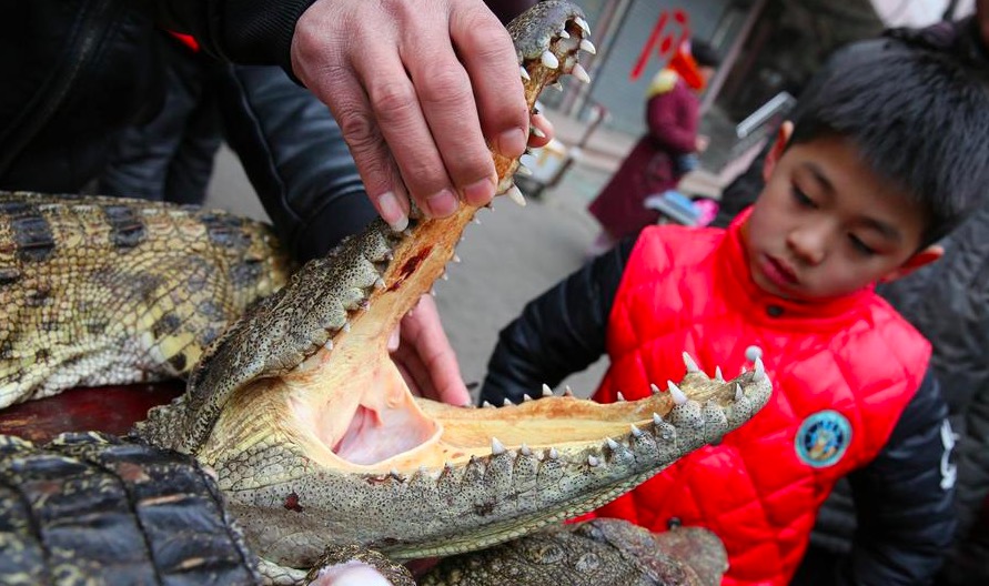 安徽一市場賣人工飼養鱷魚肉 80元一斤