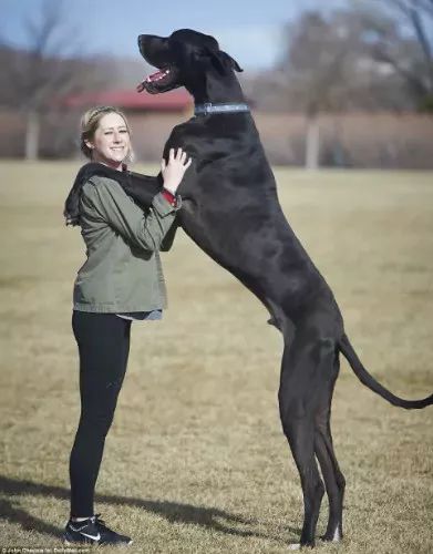 蘭波格犬——雖然看上去像獅子,但它的性格特別溫順.