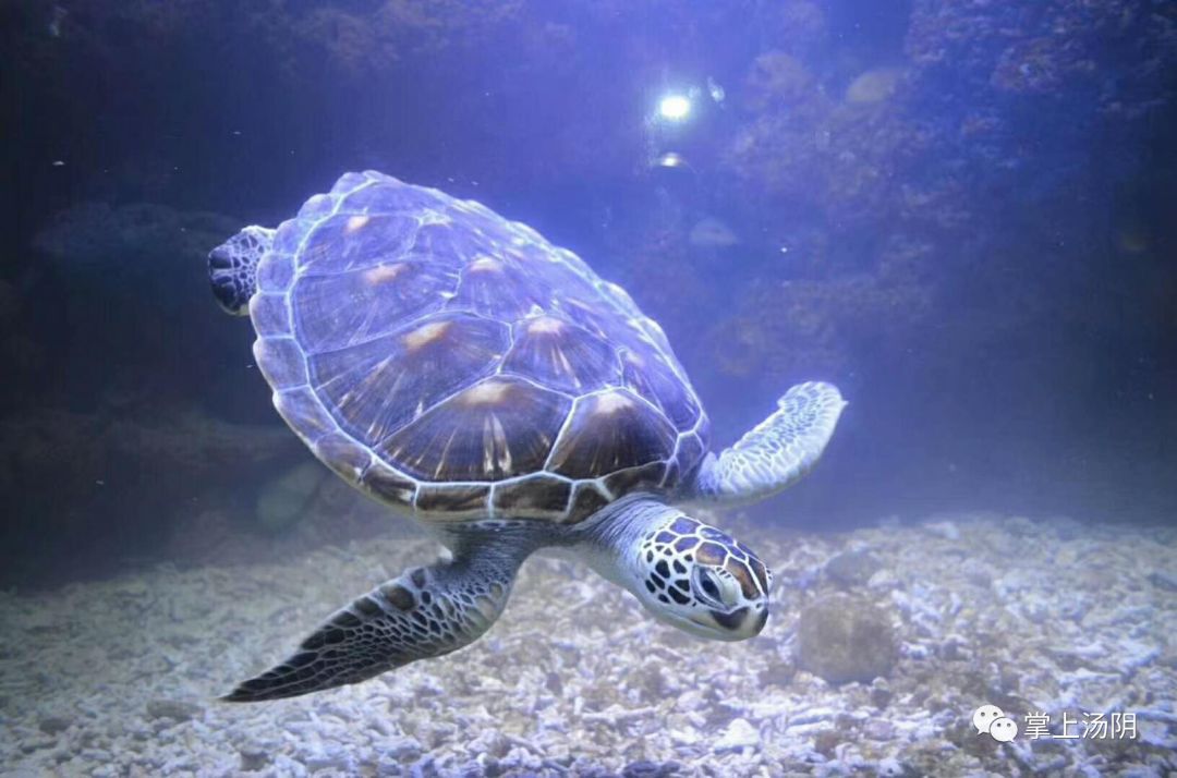 安阳万海海洋馆电子票秒出,约起