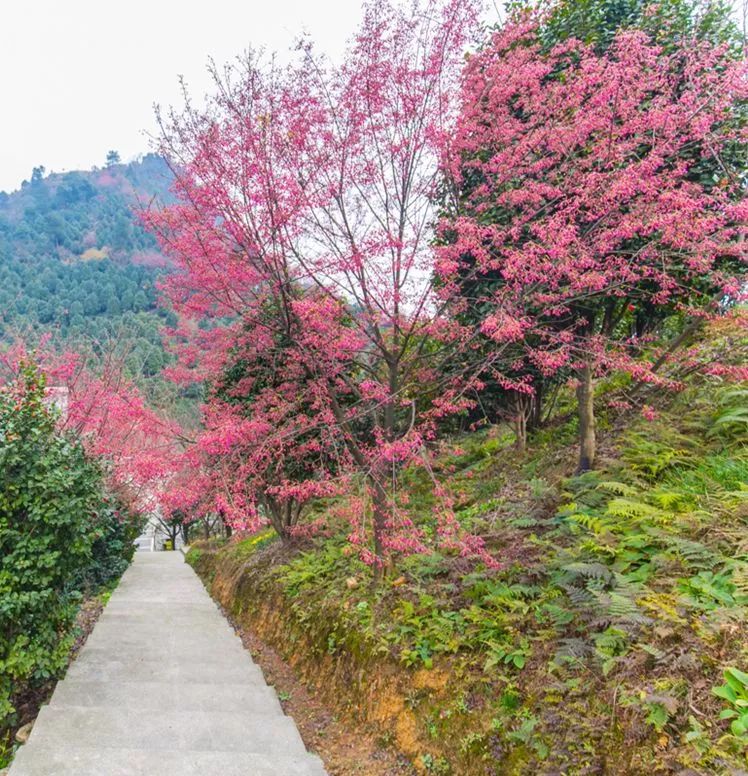 宜宾樱花图片