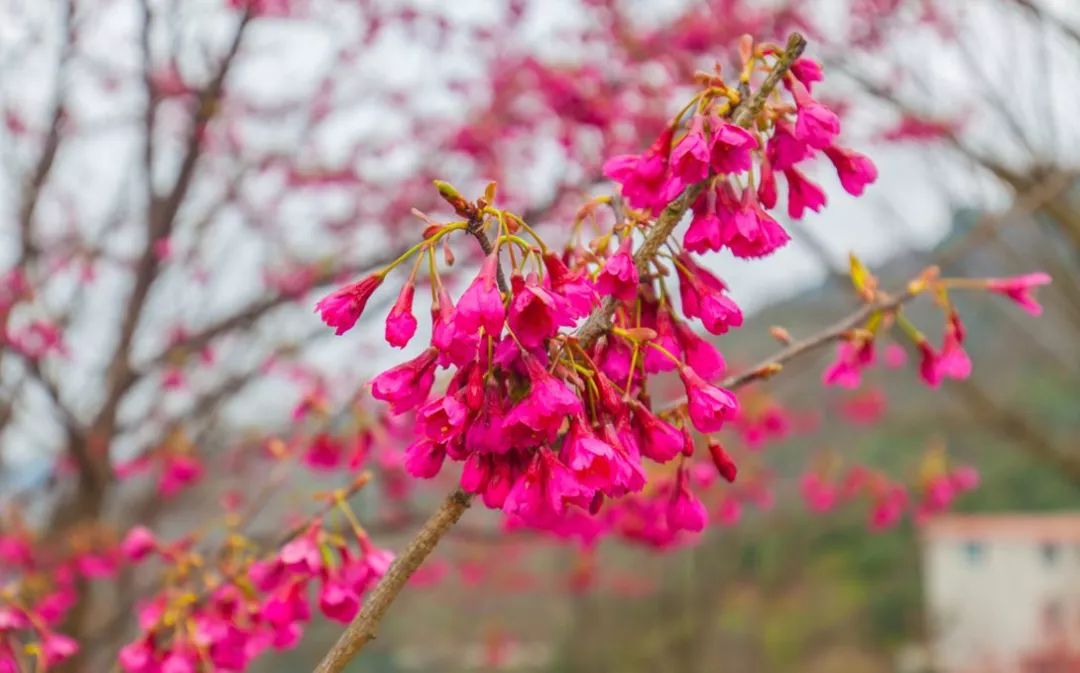 宜宾樱花图片