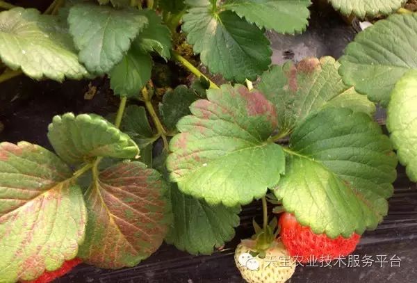 草莓缺氮图片图片