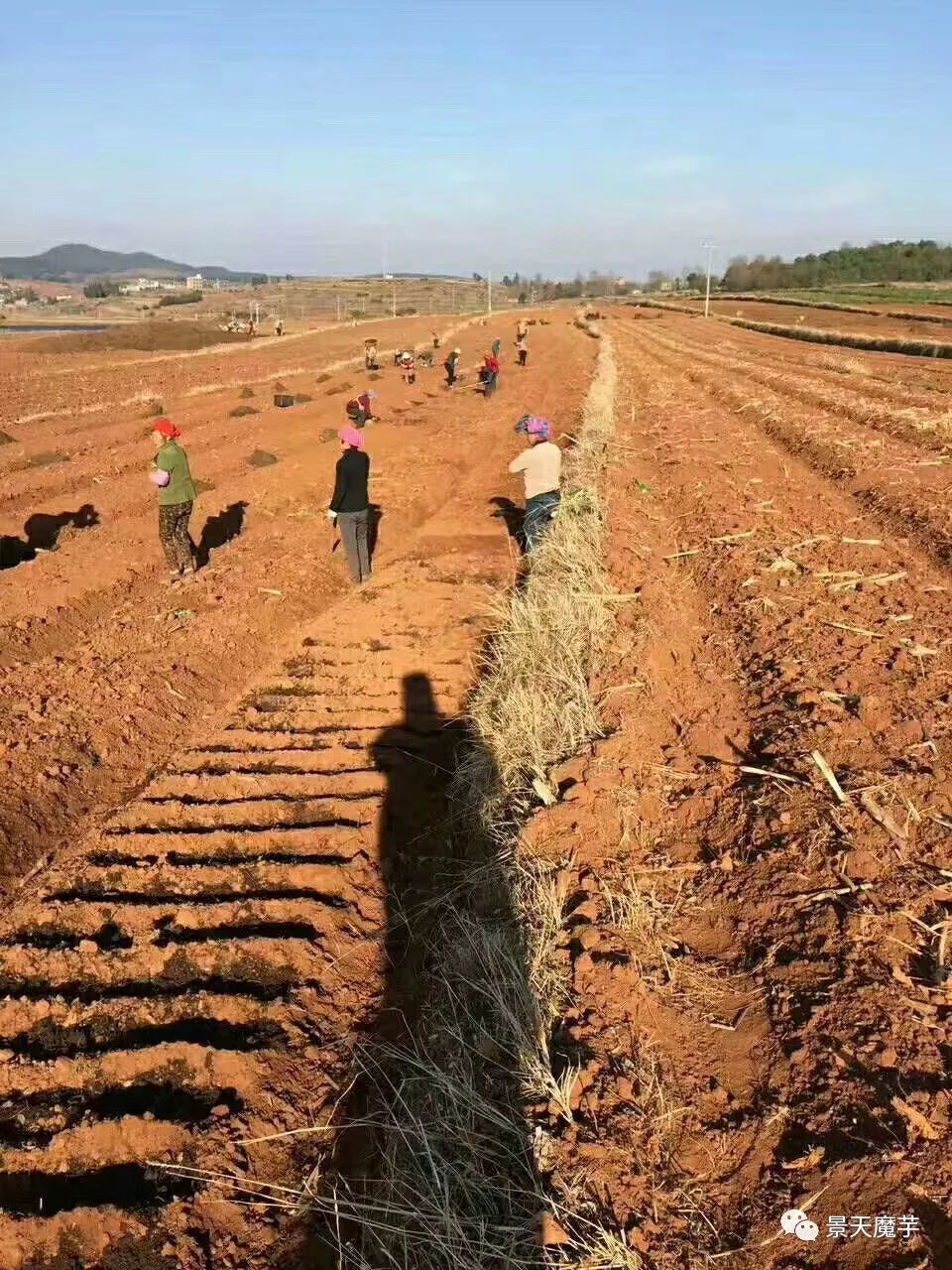 魔芋种植全过程图片