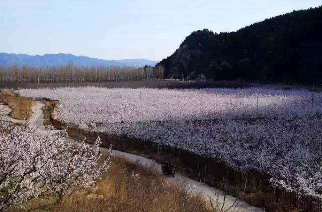 谁说现在去平谷只能赏桃花?北寨万亩杏花已经绽放!