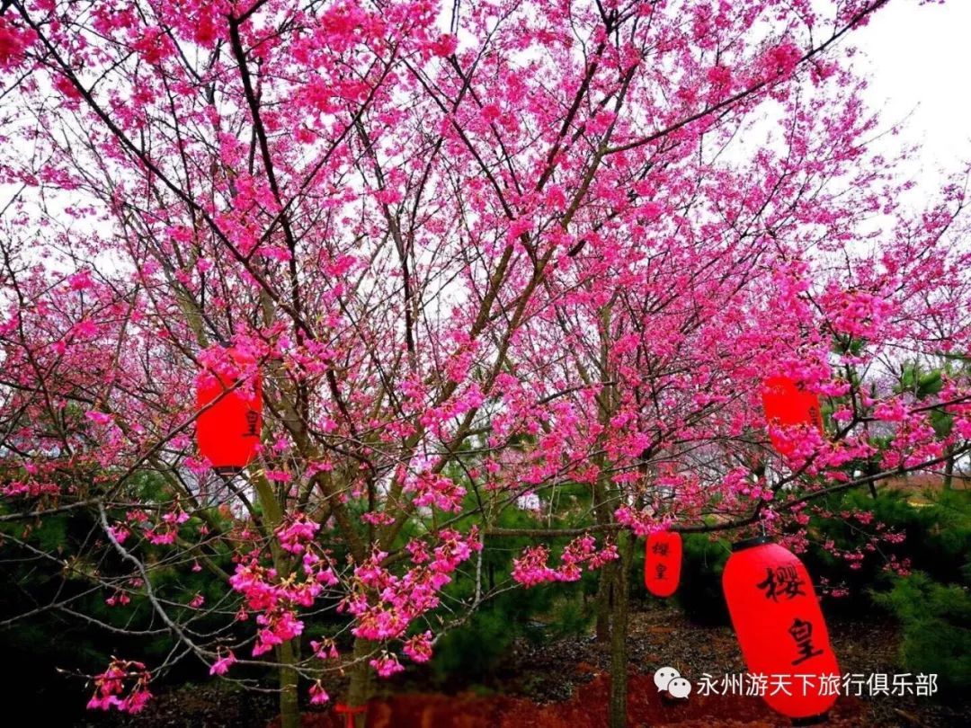 高椅岭樱花图片